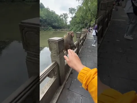 When Monkey Bro Recognizes You, He Turns Around to Shake Your Hand! 😍🐒