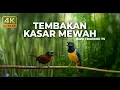 Lagu 🔴 Live Cucak Cungkok Super Gacor Beset Tajam Pedas vs Tepus Kepala Abu Gacor Panjang Kasar