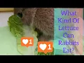 What Types Of Lettuce Can Rabbits Eat
