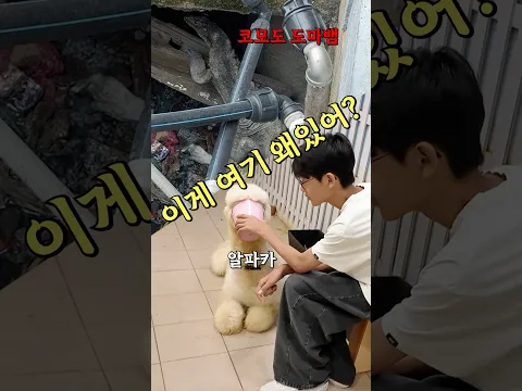 길에서 코모도 도마뱀 본적 있어??🤣