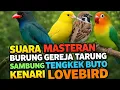 Lagu Suara Masteran Burung Gereja Tarung sambung Tengkek Buto Kenari Lovebird #masteran #burung #bird