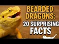 Bearded Dragons 20 Surprising Facts You Didn t Know Ultimate Care Behavior Secrets