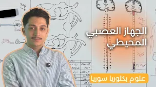 الجهاز العصبي المحيطي الطرفي علوم بكلوريا د أيهم بربري 