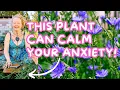This Plant Can Calm Your Anxiety Chicory for Anxiety Digestive health Easy Tincture More