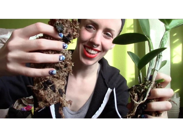 CATTLEYA ORCHID REPOTTING ROOT CLEANUP, SEMI HYDROPONIC
