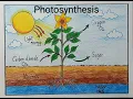 Photosynthesis process of plants diagram drawing l Photosynthesis labeled diagram drawing