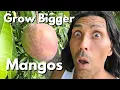 Download Lagu Ik heb MONSTER Mango's gekweekt na 15 jaar geen fruit te hebben gehad!