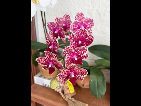 Temporada de floración para las phalaenopsis