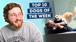 This Dog Met His Grandma For The First Time 