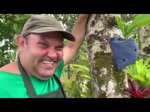 COMO PLANTAR ORQUÍDEAS NA ÁRVORE