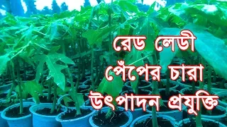 Download বিশ্ব বিখ্যাত রেড লেডি পেঁপের চারা উৎপাদন পদ্ধতি (Eng. subtitles) Red lady papaya seedling growing MP3