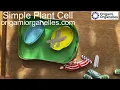 Simple Plant Cell