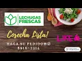 Lechugas frescas hasta su casa