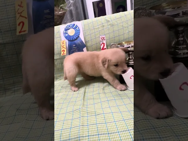 動画