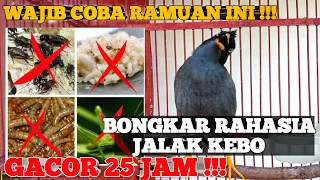 Download BONGKAR RAMUAN RAHASIA !!! JALAK KEBO JADI GACOR 25 JAM MP3