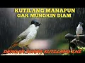 Download Lagu 🔴PANCINGAN KUTILANG PAGI HARI ‼️KUTILANG LAIN GAK MUNGKIN DIAM, PASTI BUKA SUARA‼️