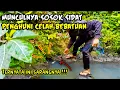 Download Lagu JANGAN REMEHKAN SPOT SEPERTI INI‼TERNYATA BANYAK SIDAT YANG BERSARANG DISINI‼