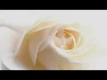 Roman Hoffstetter:  String Quartet in F Major, Op.3 No.5 II:Andante Cantabile