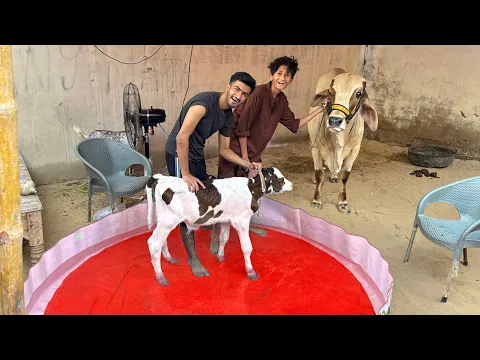 Download MP3 Cow ko Swiming Pool me Nehla Dia!🐄😍