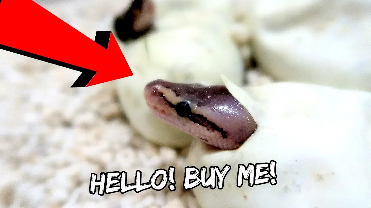 New Baby Snakes | Vlog #527