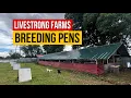 Livestrong Farms Breeding Pens 