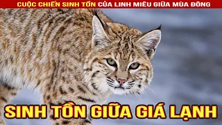 Sói đồng cỏ đói lả đi cướp mồi và cái kết không ngờ giữa mùa đông #shorts