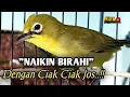 CIAK CIAK JOSS KECIAL KUNING AMPUH||PANCINGAN KECIAL MALAS BUNYI||