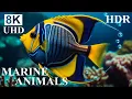 UNDERWATER PARADISE 8K HDR – Marine Life and Ocean Animals 8K Ultra HD