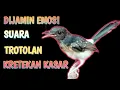 Download Lagu KRETEKAN KASAR !! SUARA TROTOLAN DIJAMIN 99% NYAUT DAN BIKIN EMOSI STABIL