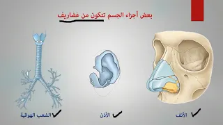 أحياء الصف الثالث الثانوي الدعامة في الإنسان المفاصل و الغضاريف و الأربطة و الأوتار أحمد غريب  أحياء الصف الثالث الثانوي الدعامة في الإنسان المفاصل و الغضاريف و الأربطة و الأوتار أحمد غريب