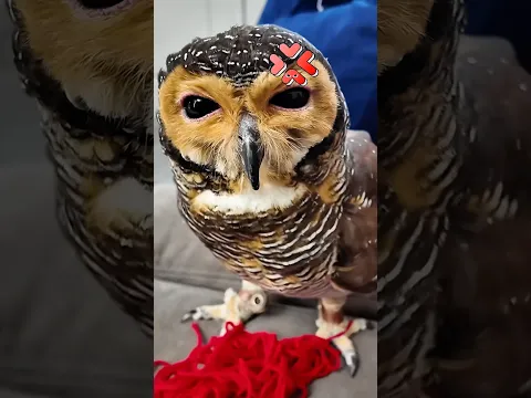 🦉: Don’t You Dare!!💢😡 #funny #owl #cute #pets #animals #cat