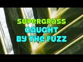 Supergrass - Caught by the Fuzz (with Lyrics)