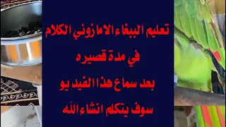 تعليم الببغاء الامازوني بجميع درجاته الكلام في فترة بسيطة بعد سماع هذا الفيديو السحري      دندنها