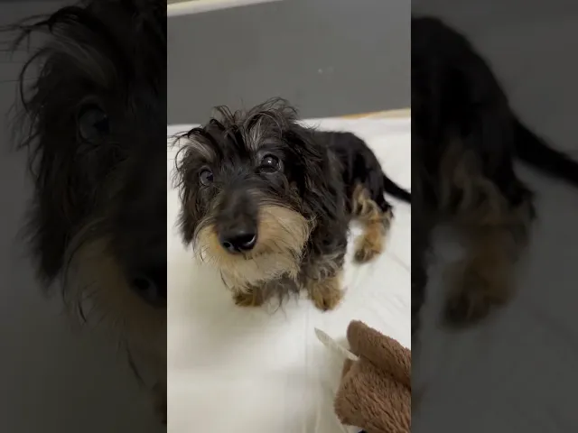 動画