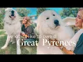 What it s REALLY like to own a Great Pyrenees