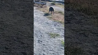 #fyp #dream #youtube #doberman #pets
