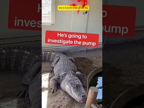 Wait, did this alligator just turn on the pump? 😳 #alligator #amazingfacts #shorts