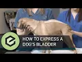 How to Manually Express Your Pet s Bladder