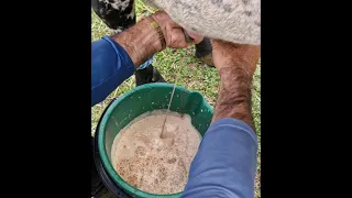 Fresh Chocolate Milk?
