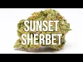 Sunset Sherbet strain review - super TASTY GREAT high