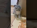 Download Lagu So cute kitten #cat #catgivingbirth #funnycats