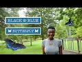 Black Blue Swallowtail Butterfly Spirit Animal Totem