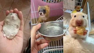 Rodent Rescue Operation #rescue #animals #lovestory #love #cute #rodents #pets #funny #adorable