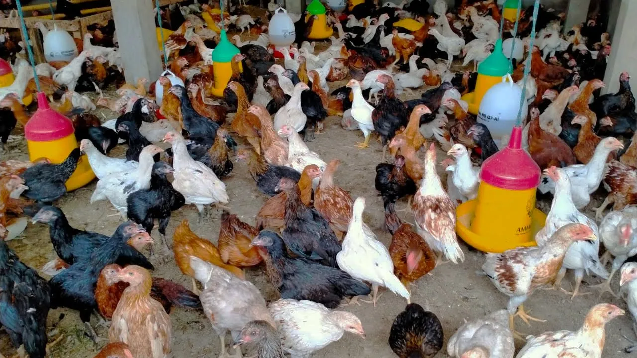 PETERNAK MUDA SUKSES USAHA AYAM KAMPUNG INSPIRASI PETERNAK RUMAHAN