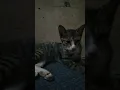 Download Lagu KUCING KURUS MANDI DI PAPAN