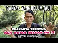 Download Lagu BERPETUALANG DIHUTAN JAKARTA SAMBIL MENGEKSPLORE  BURUNG LIAR