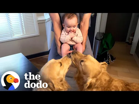 Download MP3 Dogs Who Love Their Babies | The Dodo