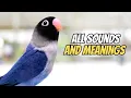 Download Lagu Semua Suara Lovebird dan Artinya: Panduan Lengkap