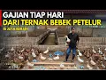 Download Lagu GAJIAN TIAP HARI DARI TERNAK BEBEK PETELUR SISTEM INTENSIF KANDANG BERSIH TIDAK BAU | CERITA USAHA