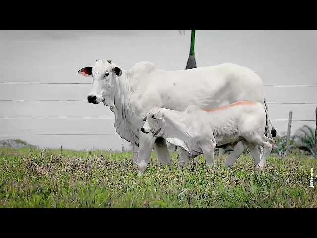 Matriz Nelore AFOM - 3405